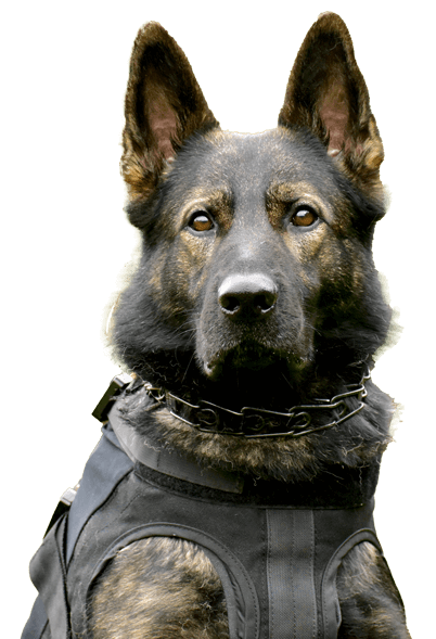 k9 Officer Kelt