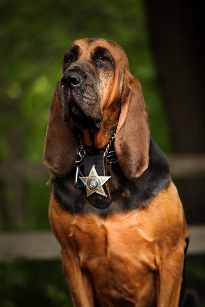 k9 bo