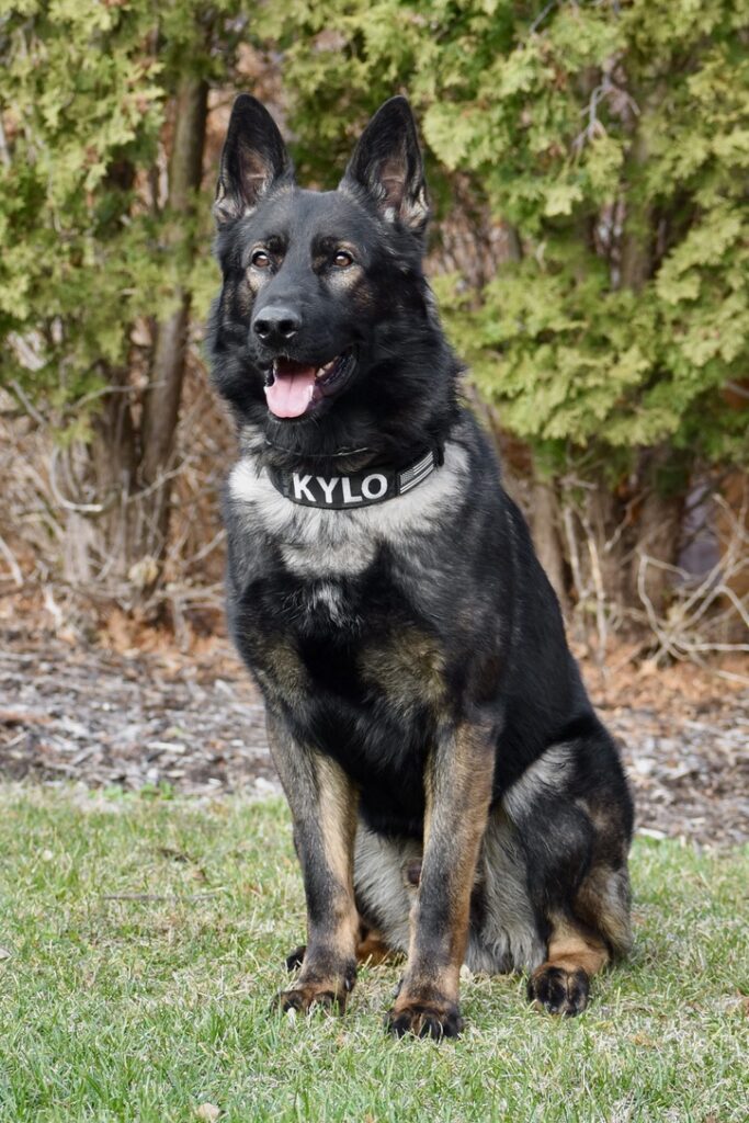 K9 Kylo Locates Suspect Wanted For Home Invasion