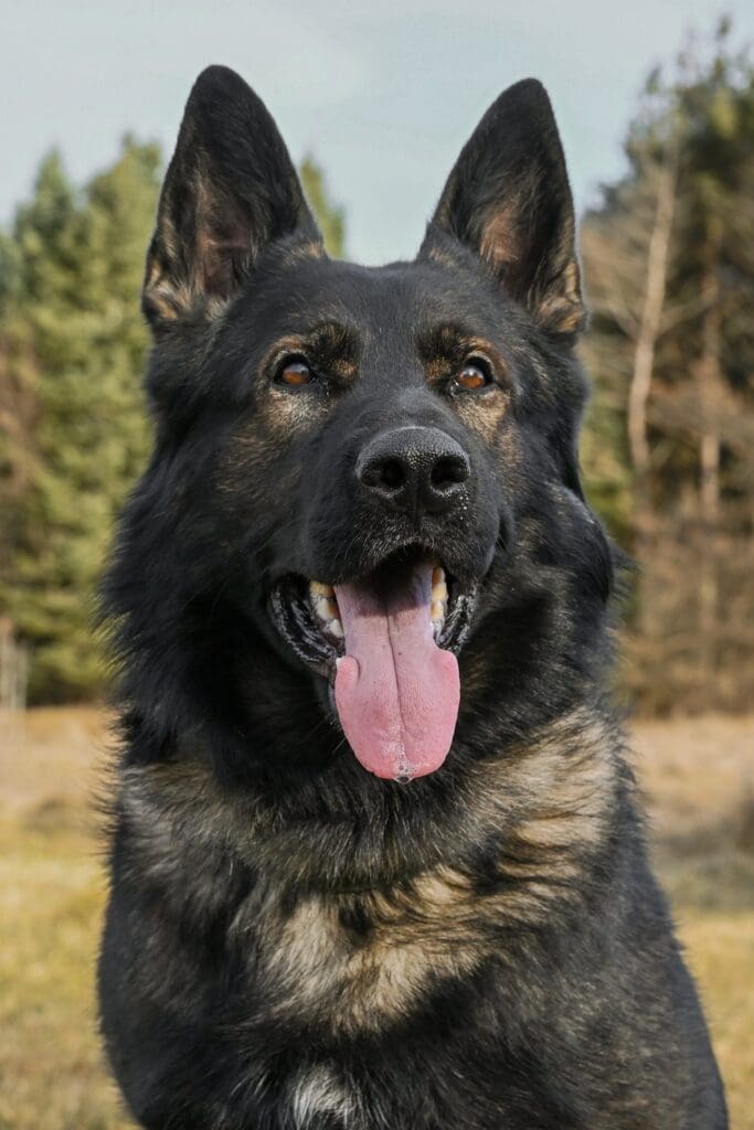 K9headshots 55