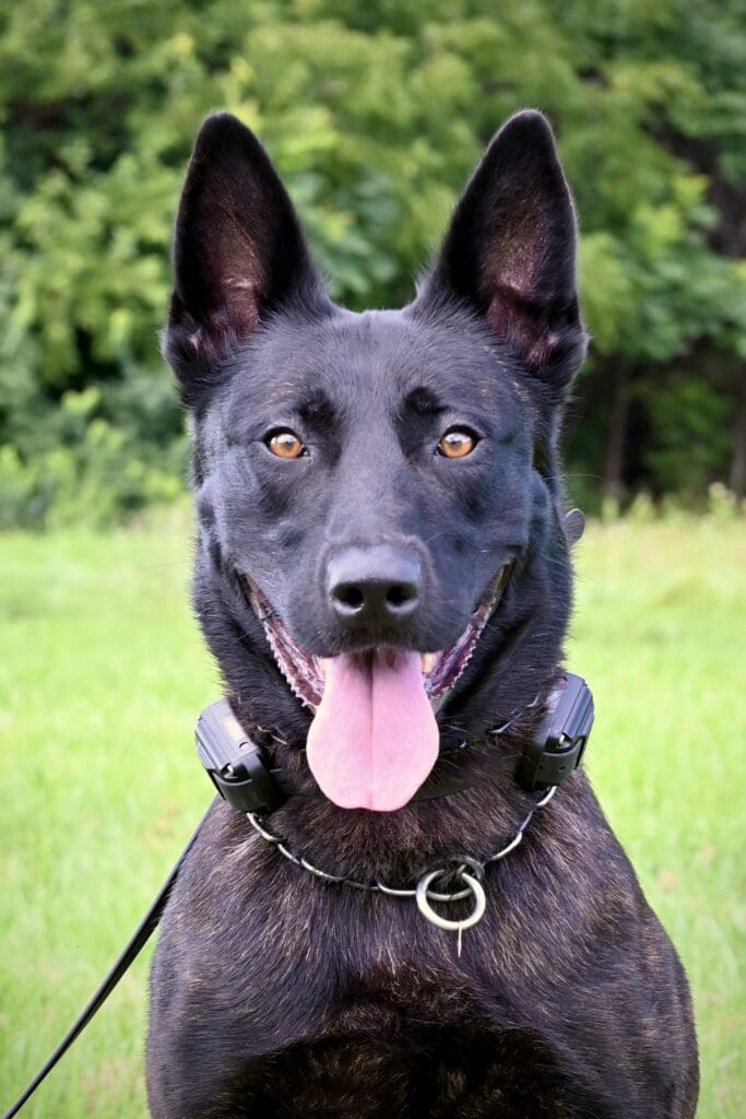 K9 Onyx headshot